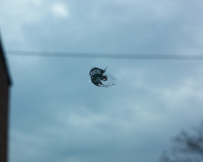 Windshield Chip and Crack Repair